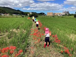 彼岸花の中を歩く画像」