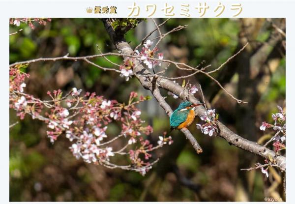 優秀賞　カワセミサクラ