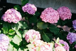 紫陽花（ピンク６輪・紫3輪ほど）