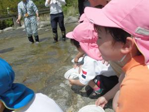 あゆの放流の画像