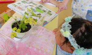 キアゲハの幼虫を見る画像