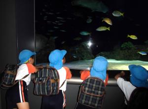 魚を見る画像