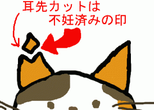 さくらねこ