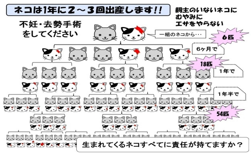 ねこ