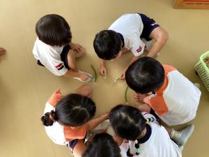 エノコログサで遊ぶ画像