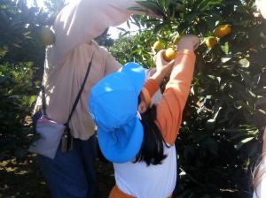 みかんをとる画像