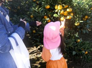 みかんをとる画像