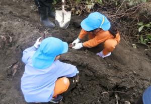 芋ほりをする画像