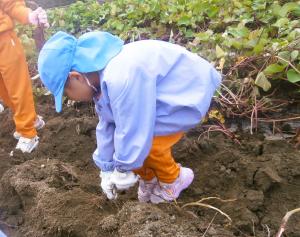 芋ほりをする画像