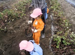 とれた芋を見る画像