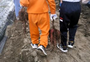 大きな芋を持ち運ぶ画像