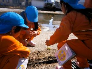 つくしをとる画像