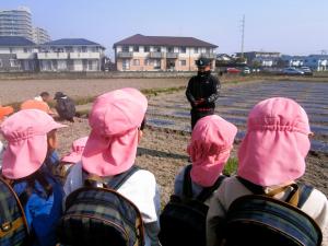 スイートコーンの苗の植え方を聞く画像