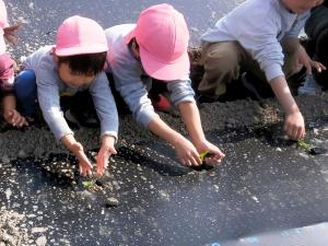 苗を植える画像