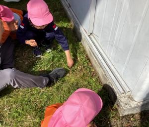 つくしをとる画像