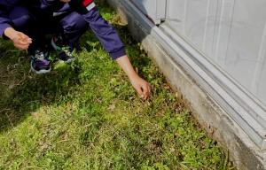 つくしをとる画像