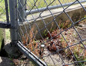 たくさんのつくしの画像