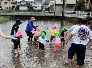 田んぼに入る画像