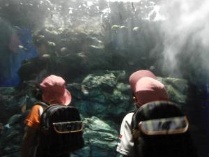 大水槽の魚を見る画像