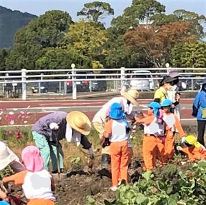 芋ほりの画像