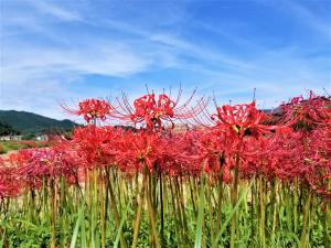 彼岸花の画像