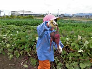 大きな芋をとった画像