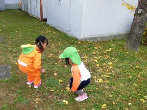 イチョウの葉を拾う子どもの画像