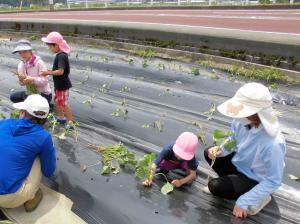 いも苗を植える画像