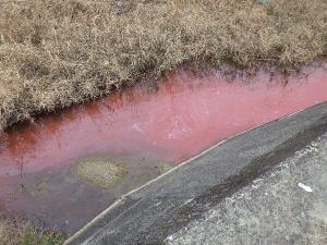 水質汚濁写真　１