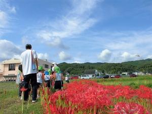 彼岸花を見て散歩に行く画像