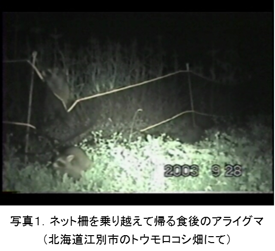 アライグマ(1)