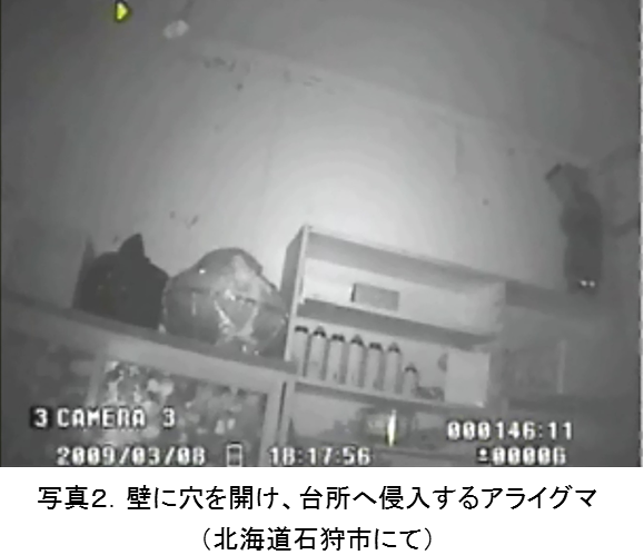 アライグマ(2)